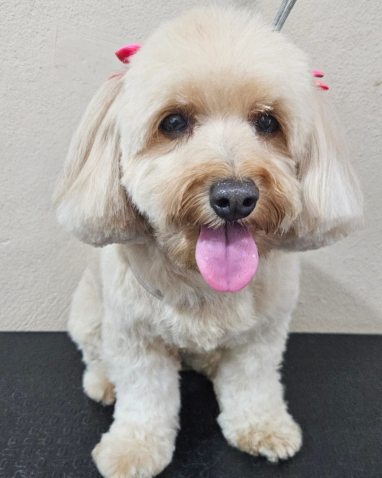 Pet atendido pela Mania de Cuidar